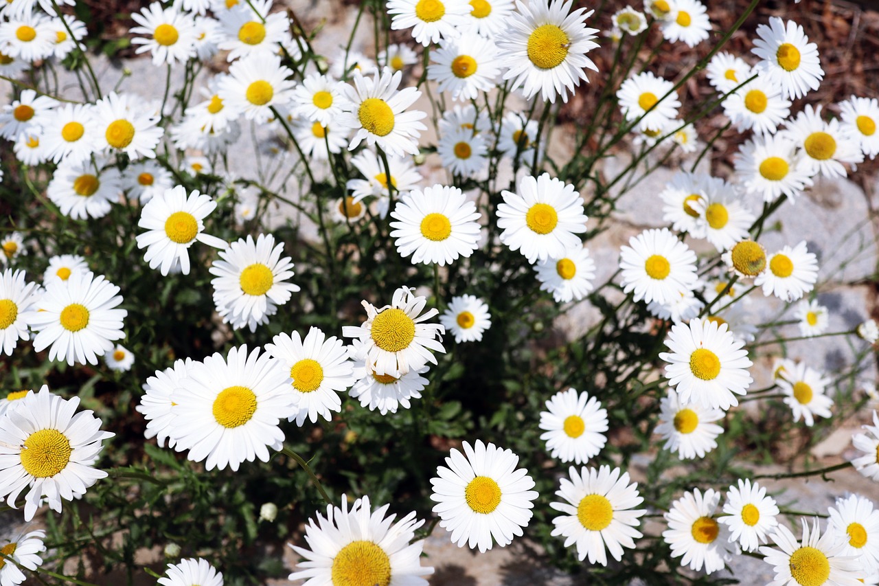 꽃의 향연, 평택 호림농장에서의 꿈 같은 여행