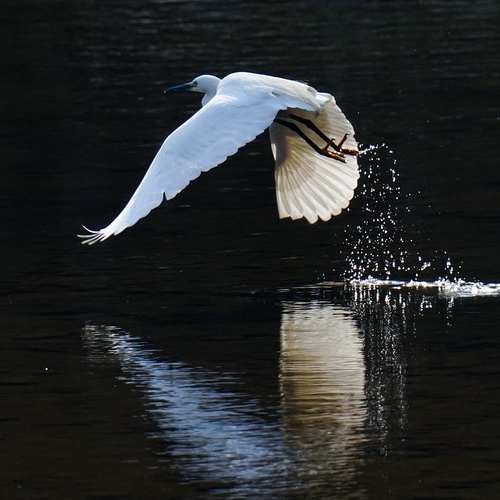 양평 세미원 연꽃문화제: 여름의 정수를 만나다