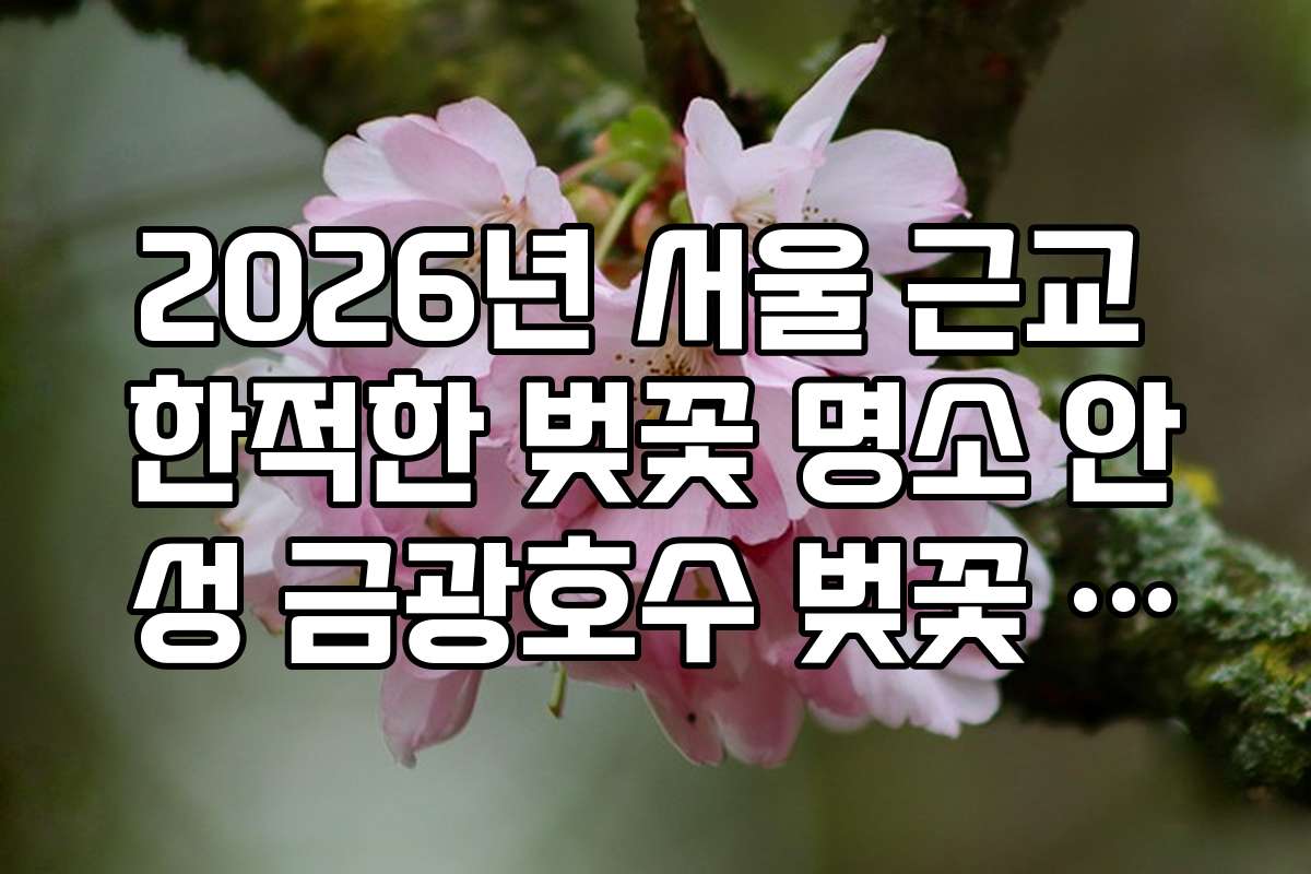 2026년 서울 근교 한적한 벚꽃 명소 안성 금광호수 벚꽃 드라이브