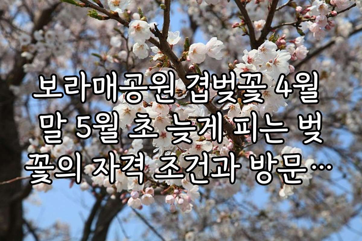 보라매공원 겹벚꽃 4월 말 5월 초 늦게 피는 벚꽃의 자격 조건과 방문 가능한 연령대별 추천 일정 안내
