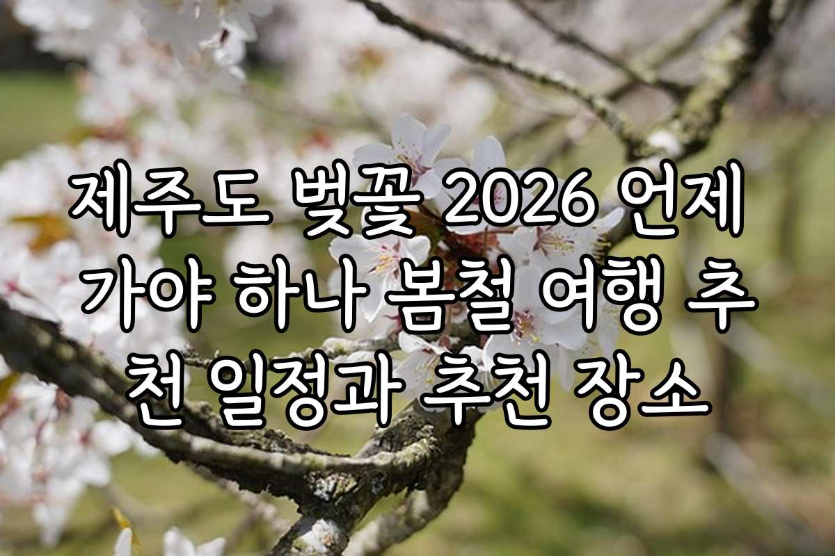 제주도 벚꽃 2026 언제 가야 하나 봄철 여행 추천 일정과 추천 장소