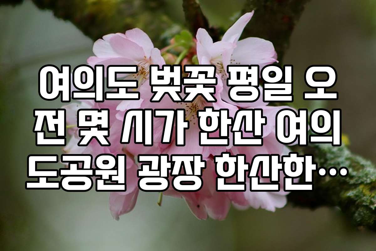 여의도 벚꽃 평일 오전 몇 시가 한산 여의도공원 광장 한산한 시각